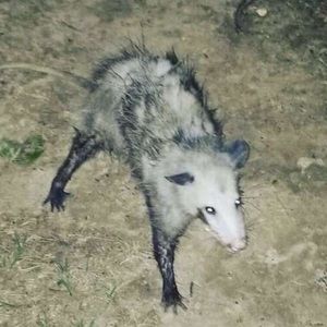 Meet your Posher, Emerson